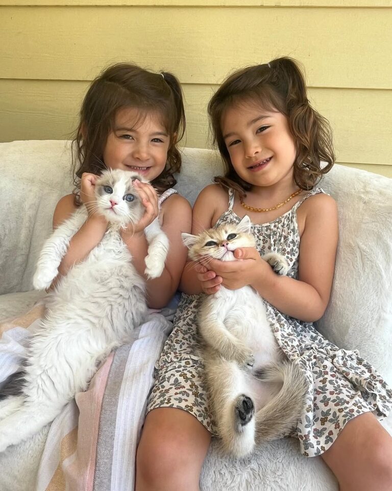 Fluffy Hearts Ragdolls img2