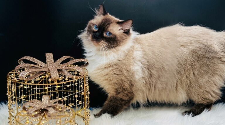 are ragdoll cats friendly