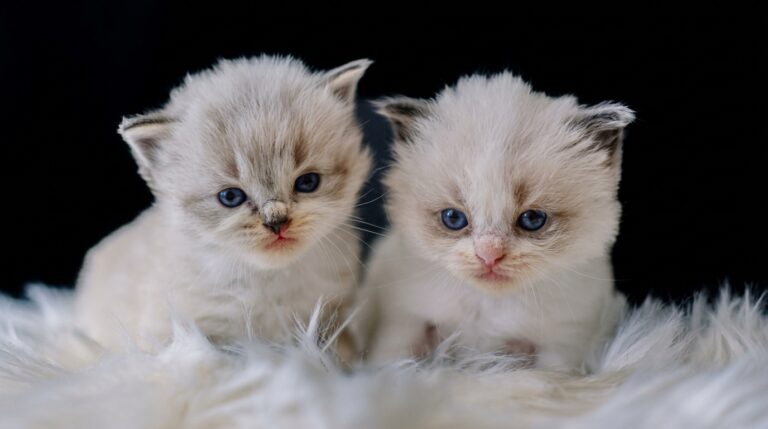 when do ragdoll cats stop growing
