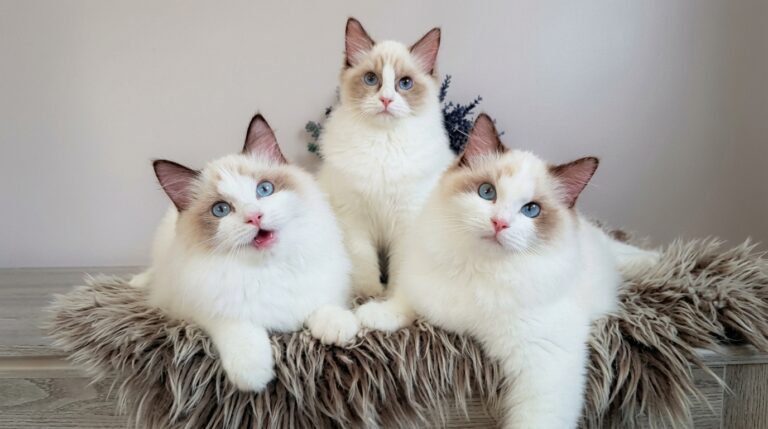 are ragdoll cats cuddly