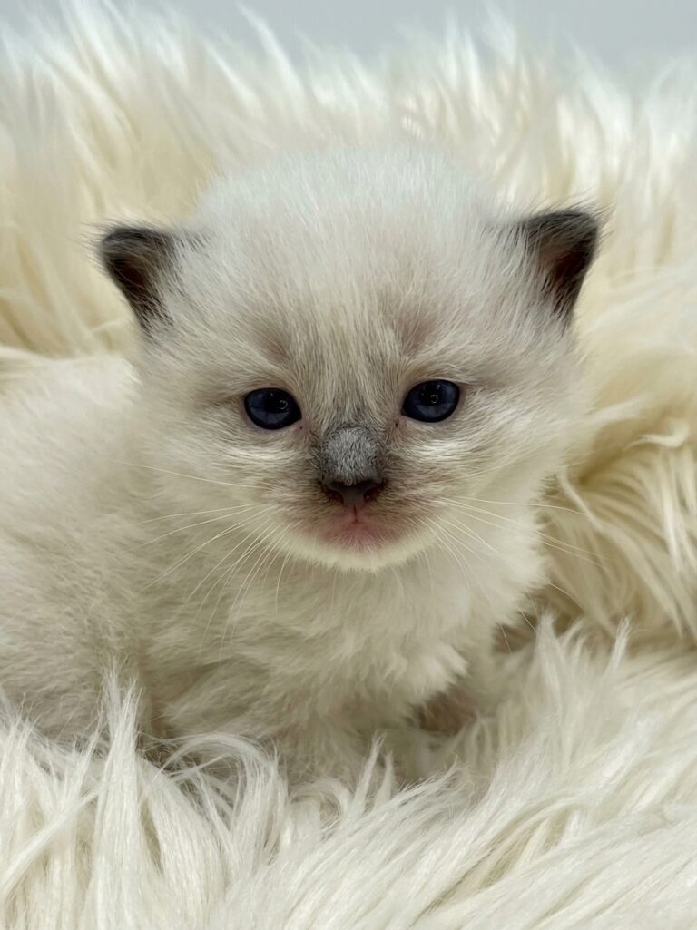 how to identify a ragdoll cat