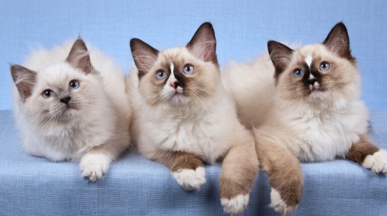 where can i get a ragdoll cat