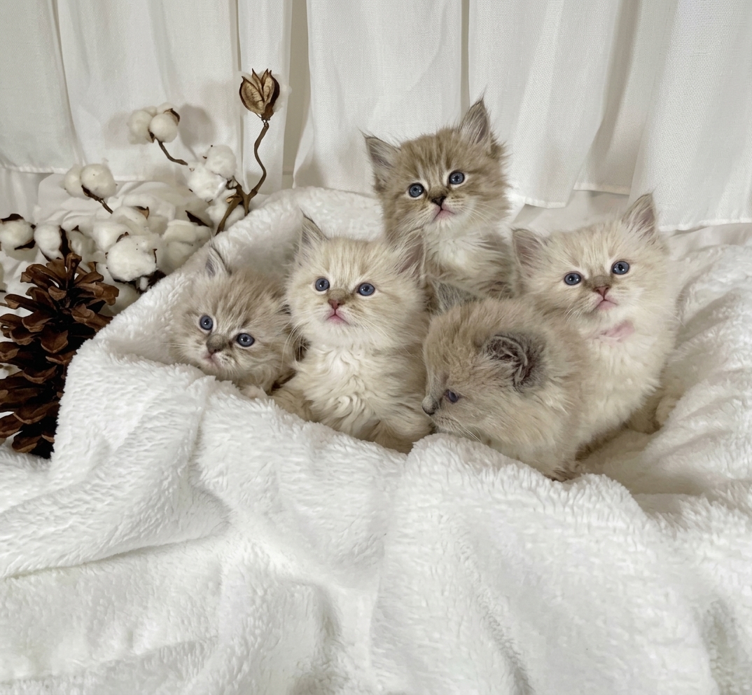 how expensive are ragdoll cats