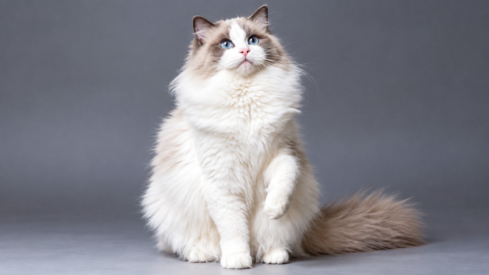 what does a ragdoll cat look like