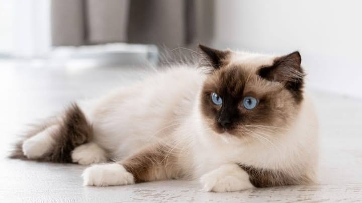 how much is a ragdoll cat