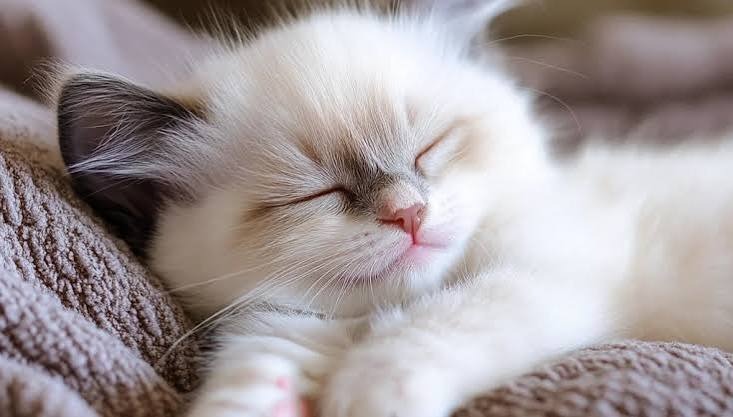 how long do ragdolls live